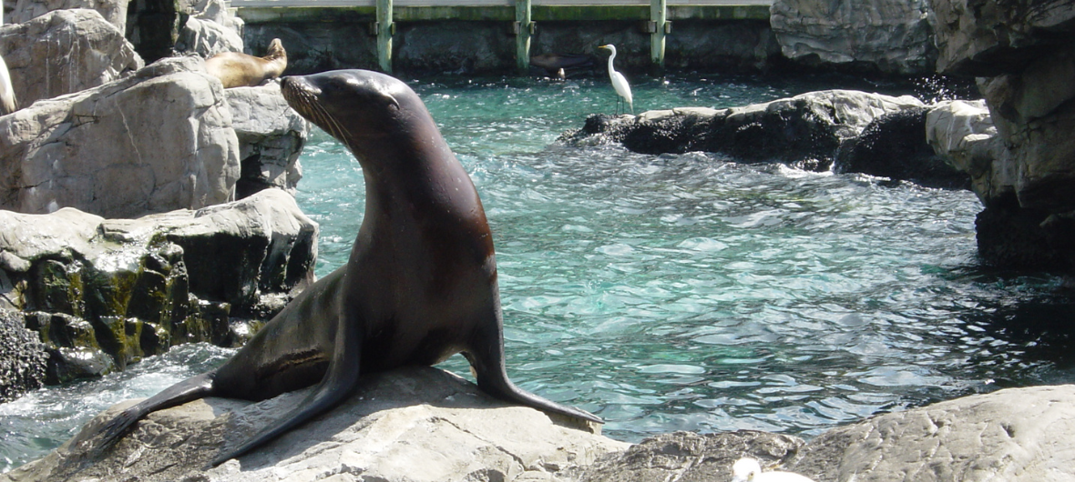 Слупськ. Екскурсія до ZOO Charlotta-2024-06-28 09:30